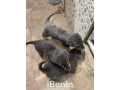 a-vendre-chiots-adorables-a-la-recherche-dune-nouvelle-famille-small-0