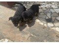 a-vendre-chiots-adorables-a-la-recherche-dune-nouvelle-famille-small-2