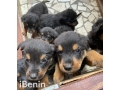 a-vendre-chiots-adorables-a-la-recherche-dune-nouvelle-famille-small-3