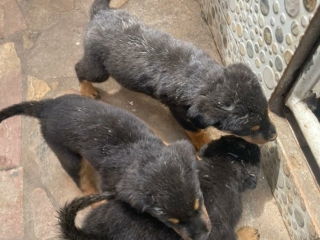 a-vendre-chiots-adorables-a-la-recherche-dune-nouvelle-famille