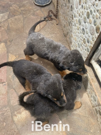 a-vendre-chiots-adorables-a-la-recherche-dune-nouvelle-famille-big-0