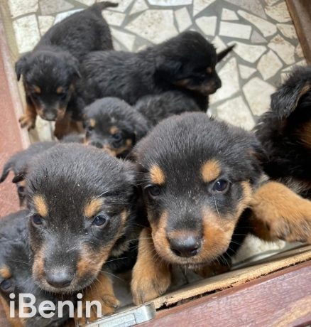 a-vendre-chiots-adorables-a-la-recherche-dune-nouvelle-famille-big-3