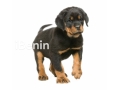 chiots-rottweiler-pure-race-pur-sang-small-0