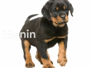 chiots-rottweiler-pure-race-pur-sang