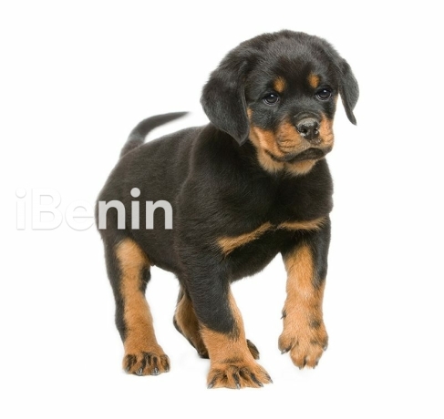 chiots-rottweiler-pure-race-pur-sang-big-0