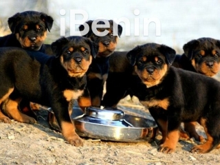 chiot-de-race-rottweiller-pure-race