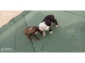 chiots-americain-bully-small-1