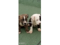 chiots-americain-bully-small-0