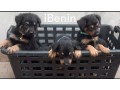 chiots-rottweilers-small-2