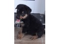 chiots-rottweilers-small-1