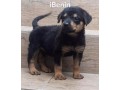 chiots-rottweilers-small-0