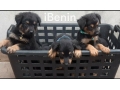 chiots-rottweilers-small-2