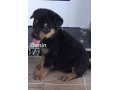 chiots-rottweilers-small-1