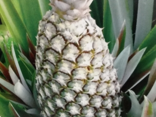 ananas-ucopab-ira