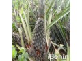 ananas-pain-de-sucre-biologique-du-benin-small-2