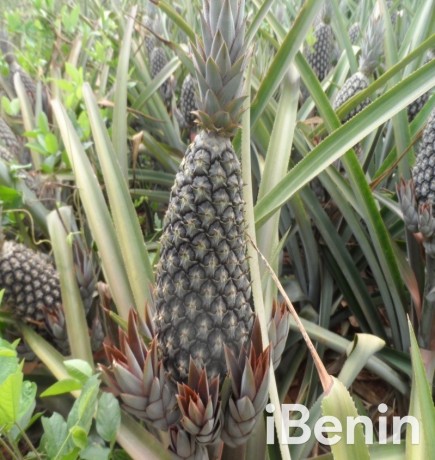 ananas-pain-de-sucre-biologique-du-benin-big-2