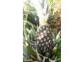 ananas-fruits-frais-de-la-fenacopab-un-gout-une-qualite-exceptionnelle-une-seule-originep-small-4