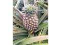 ananas-fruits-frais-de-la-fenacopab-un-gout-une-qualite-exceptionnelle-une-seule-originep-small-1