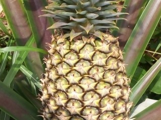Ananas fruits frais de la FENACOPAB, un goût, une qualité exceptionnelle, une seule origineP
