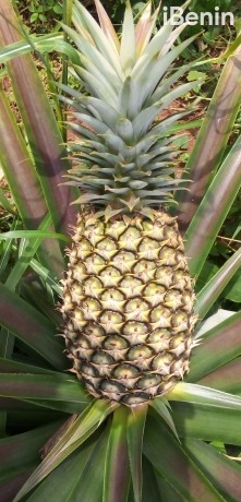 ananas-fruits-frais-de-la-fenacopab-un-gout-une-qualite-exceptionnelle-une-seule-originep-big-0