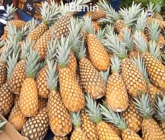 ananas-fruits-frais-de-la-fenacopab-un-gout-une-qualite-exceptionnelle-une-seule-originep-big-2