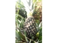 ananas-fruits-frais-de-la-fenacopab-un-gout-une-qualite-exceptionnelle-une-seule-originep-small-4