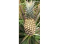 ananas-fruits-frais-de-la-fenacopab-un-gout-une-qualite-exceptionnelle-une-seule-originep-small-0