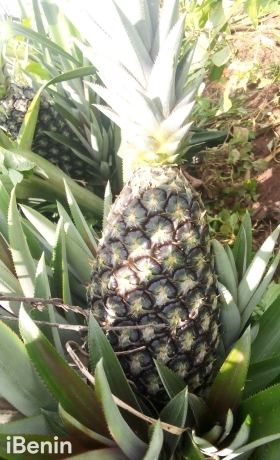 ananas-fruits-frais-de-la-fenacopab-un-gout-une-qualite-exceptionnelle-une-seule-originep-big-4