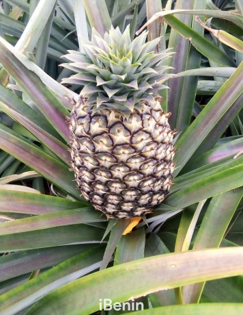 ananas-fruits-frais-de-la-fenacopab-un-gout-une-qualite-exceptionnelle-une-seule-originep-big-1