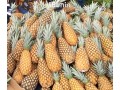 ananas-fruits-frais-de-la-fenacopab-un-gout-une-qualite-exceptionnelle-une-seule-originep-small-2