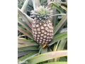 ananas-fruits-frais-de-la-fenacopab-un-gout-une-qualite-exceptionnelle-une-seule-originep-small-1