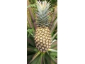 ananas-fruits-frais-de-la-fenacopab-un-gout-une-qualite-exceptionnelle-une-seule-originep-small-0