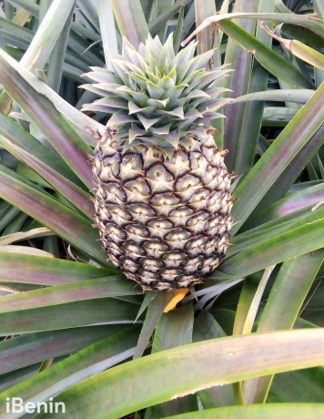 ananas-fruits-frais-de-la-fenacopab-un-gout-une-qualite-exceptionnelle-une-seule-originep-big-1