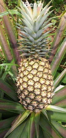 ananas-fruits-frais-de-la-fenacopab-un-gout-une-qualite-exceptionnelle-une-seule-originep-big-0