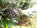 ananas-pain-de-sucre-fenacopab-un-gout-une-qualite-exceptionnelle-une-seule-origine-small-2