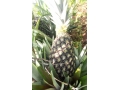 ananas-pain-de-sucre-fenacopab-un-gout-une-qualite-exceptionnelle-une-seule-origine-small-3