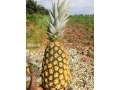 ananas-pain-de-sucre-fenacopab-un-gout-une-qualite-exceptionnelle-une-seule-origine-small-1