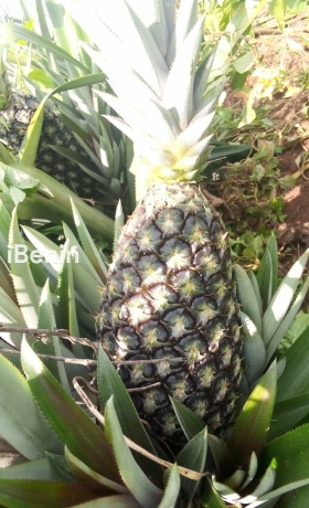 ananas-pain-de-sucre-fenacopab-un-gout-une-qualite-exceptionnelle-une-seule-origine-big-3