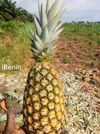 ananas-pain-de-sucre-fenacopab-un-gout-une-qualite-exceptionnelle-une-seule-origine-big-1