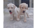 chiens-labradors-a-vendre-small-0