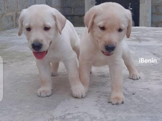 chiens-labradors-a-vendre