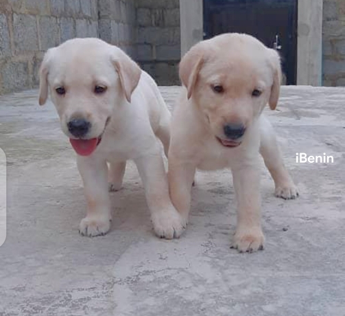 chiens-labradors-a-vendre-big-0