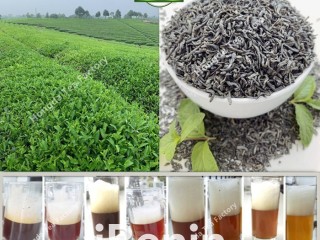 Thé vert de Chine ( usine chinoise )